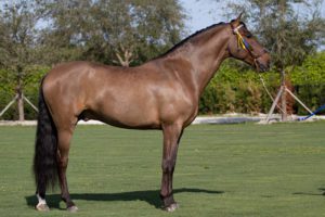A brown horse with yellow stand near the ear