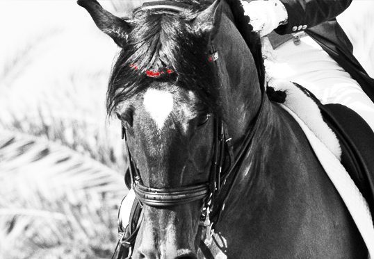 A black horse with red on the forehead