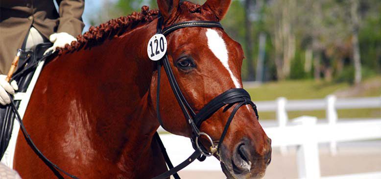 A horse with number 120